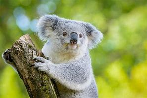 Image result for Owala Koala