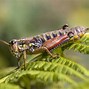 Image result for Cricket Insect Stock Images