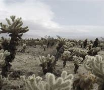 Image result for Cactus Desert Wallpaper 4K