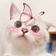 Image result for Happy Cat PFP