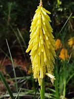 Image result for Kniphofia Poco Yellow