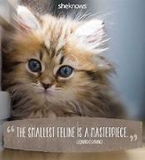 Image result for Kitten Quotes