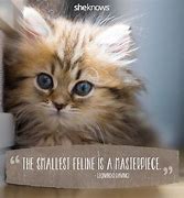 Image result for Cat Love Quotes