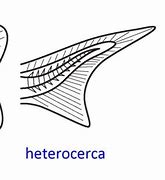 Image result for heterocerca