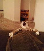 Image result for Meme of Cat Falling into the Couch