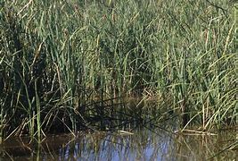 Image result for Body Found in Marsh Perfectly Preserved