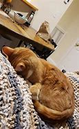 Image result for Rough Day Cat