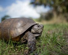 Image result for Gopher Turtle