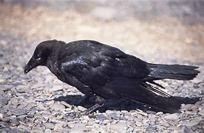 Image result for Black Raven Wallpaper