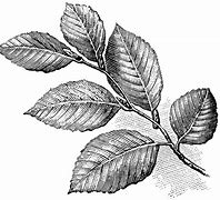 Image result for Beech Leaf Clip Art