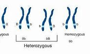 Image result for Genetic Heterozygous