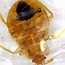 Image result for Baby Bed Bugs