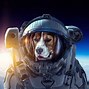 Image result for Astronaut Dog