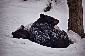Image result for Sleepy Black Bear