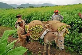 Image result for agricanismo