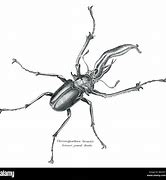 Image result for Jonathan Ivy Beetle