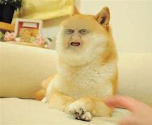 Image result for Roblox Doge Picture ID Number