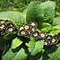 Bildergebnis für Primula auricula Dakota