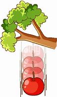 Image result for Apple Falling Off a Tree Clip Art Cartoon
