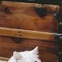 Image result for Fluffy White Cat-Back View