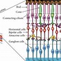 Image result for Retina Layers Diagram