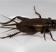 Image result for Cricket Bug Top View