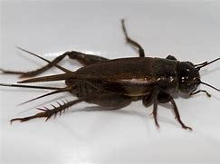 Image result for Cricket Insect Top View