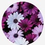 Image result for Single Summer Flowers Clip Art