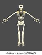 Image result for bones