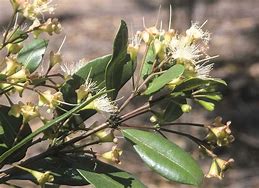 Image result for Syzygium Australe Elevation View Sketch