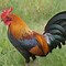 Image result for Le Coq Animal