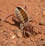 Image result for Real Camel Spider