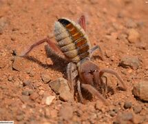 Image result for Australian Camel Spider