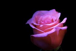 Image result for Single Hot Pink Rose