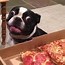 Image result for Funny Animals Eating Pizza