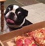 Image result for Funny Animal Art Eating