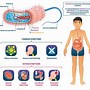 Image result for vibrio_cholerae