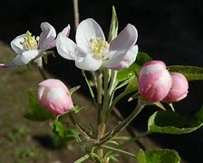 Image result for Yellow Apple Tree Blossoms