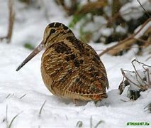 Image result for Woodcock Memes