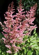 Image result for Astilbe chinensis Veronica Klose