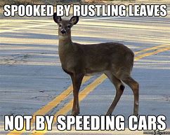 Image result for Missed Deer Meme