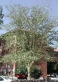Image result for Trees in Arizona Species