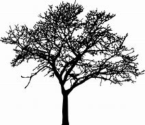 Image result for Tree Silhouette Transparent Brown