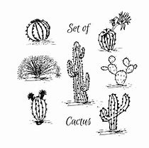 Image result for Arizona Cactus Line Drawing