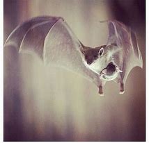 Image result for Cute Bat Tumblr