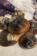 Image result for Mahogany Clams