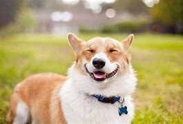 Image result for Smile Dog Cute