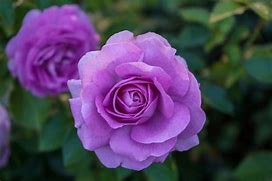 Image result for Wit Her Rose