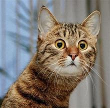 Image result for Funny Shocked Face Cat Meme