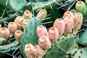 Image result for Prickly Cactus Soil Meter Moisture
